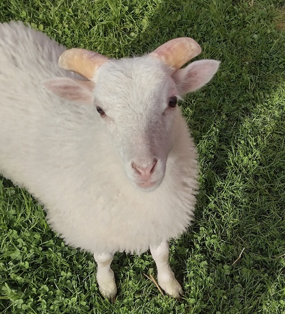 Augustinus das Schaf